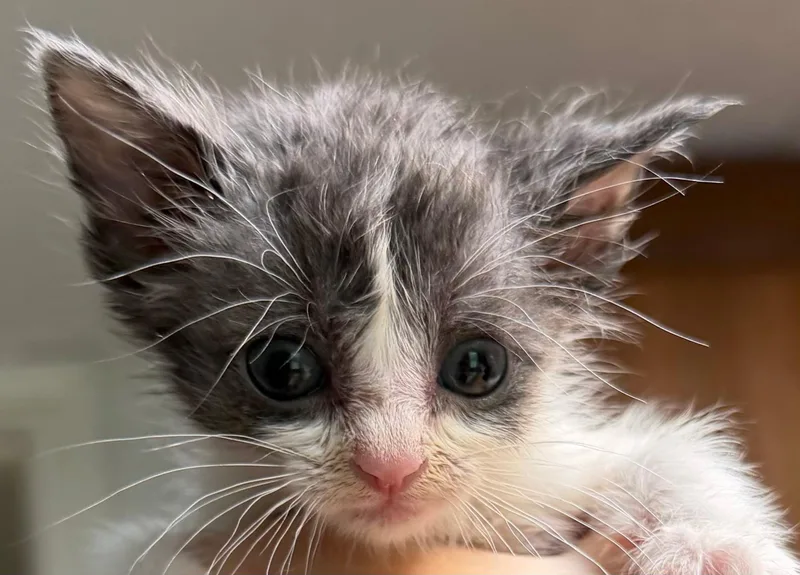 A baby medium-sized female Gray & White Domestic Short Hair cat named Maize for adoption in Bulverde, TX