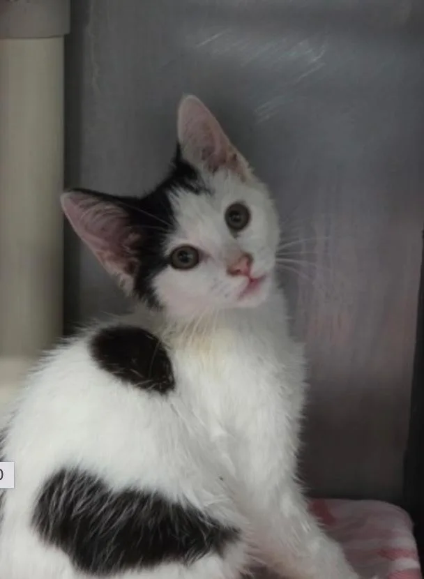 A baby small-sized female White Domestic Short Hair cat named Belle of the Ball for adoption in Marshall, NC