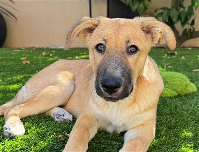 A baby small-sized female Anatolian Shepherd dog named Rue for adoption in Fairfield, CA