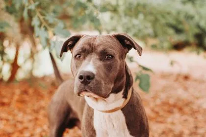An adult medium-sized male American Staffordshire Terrier dog named A Munchkin for adoption in North Charleston, SC
