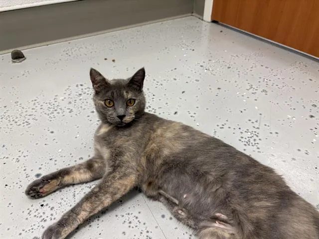 A young medium-sized female Domestic Medium Hair cat named Ruby for adoption in Santa Cruz, CA