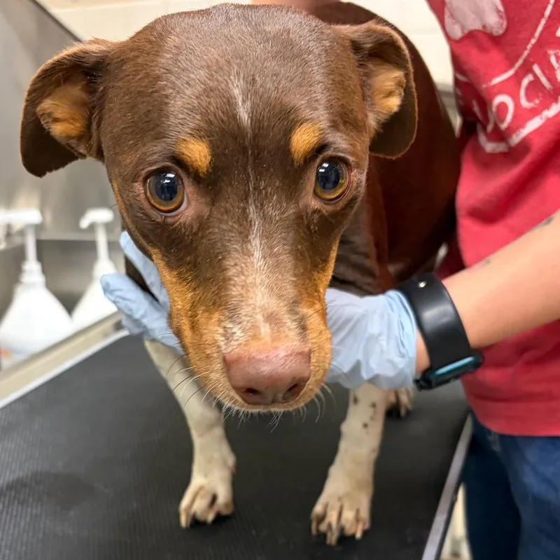 An adult small-sized female Brown / Chocolate Dachshund dog named Kaycee for adoption in Nashville, TN