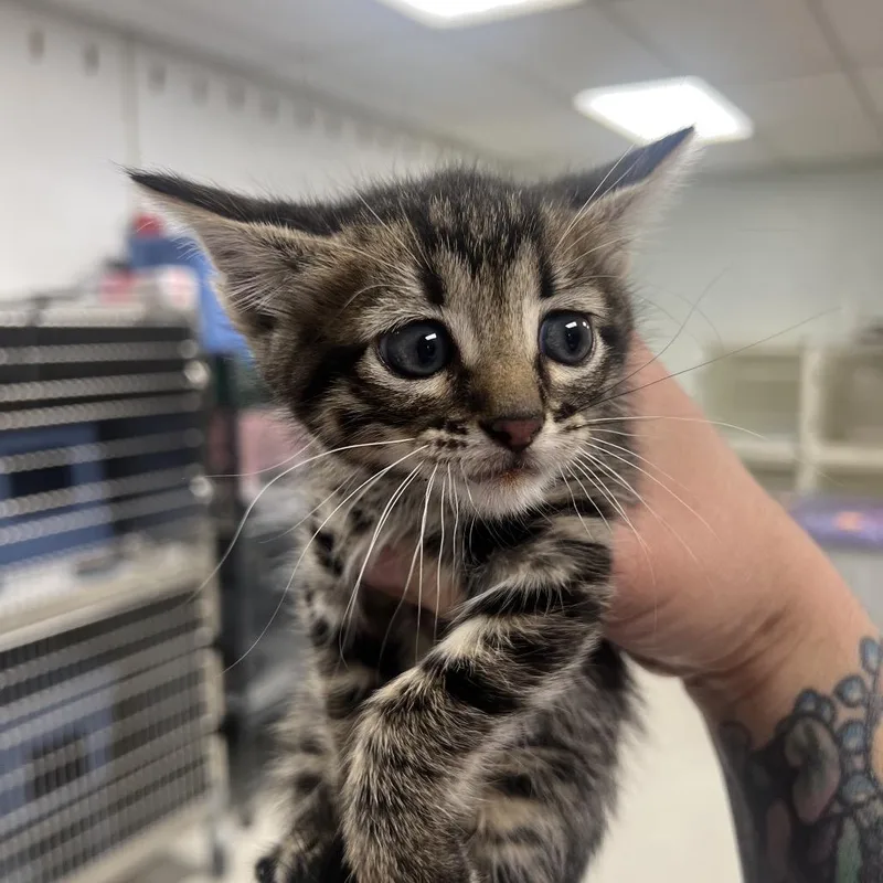 A baby small-sized female Brown / Chocolate Domestic Short Hair cat named CheezItC for adoption in East Saint Louis, IL