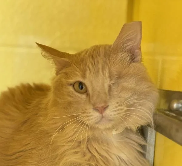 An adult small-sized female Domestic Medium Hair cat named Lizzie for adoption in Golden, CO