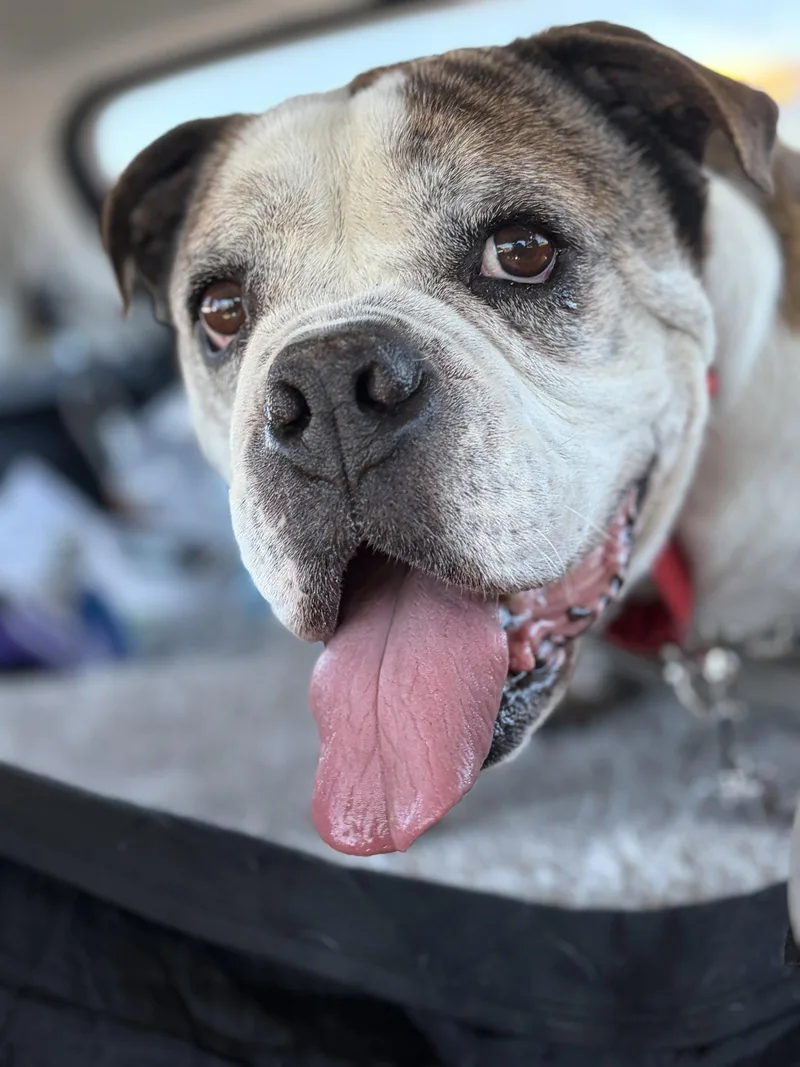 An adult medium-sized male American Bulldog dog named Jumbo Joe for adoption in San Jose, CA