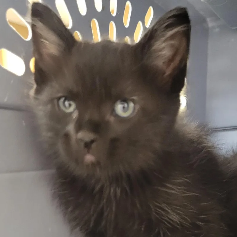 A baby small-sized male Black Domestic Short Hair cat named Lum Berry for adoption in Milan, IL