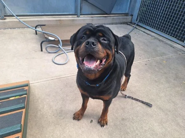 An adult extra large-sized male Rottweiler dog named Gunner for adoption in Staten Island, NY