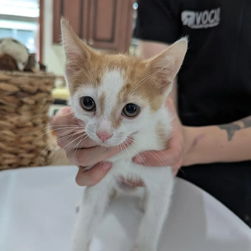 A baby medium-sized male White Domestic Short Hair cat named Kid for adoption in Ocala, FL