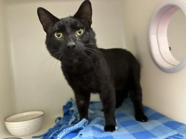 An adult large-sized male Domestic Short Hair cat named Denzel for adoption in McKinleyville, CA