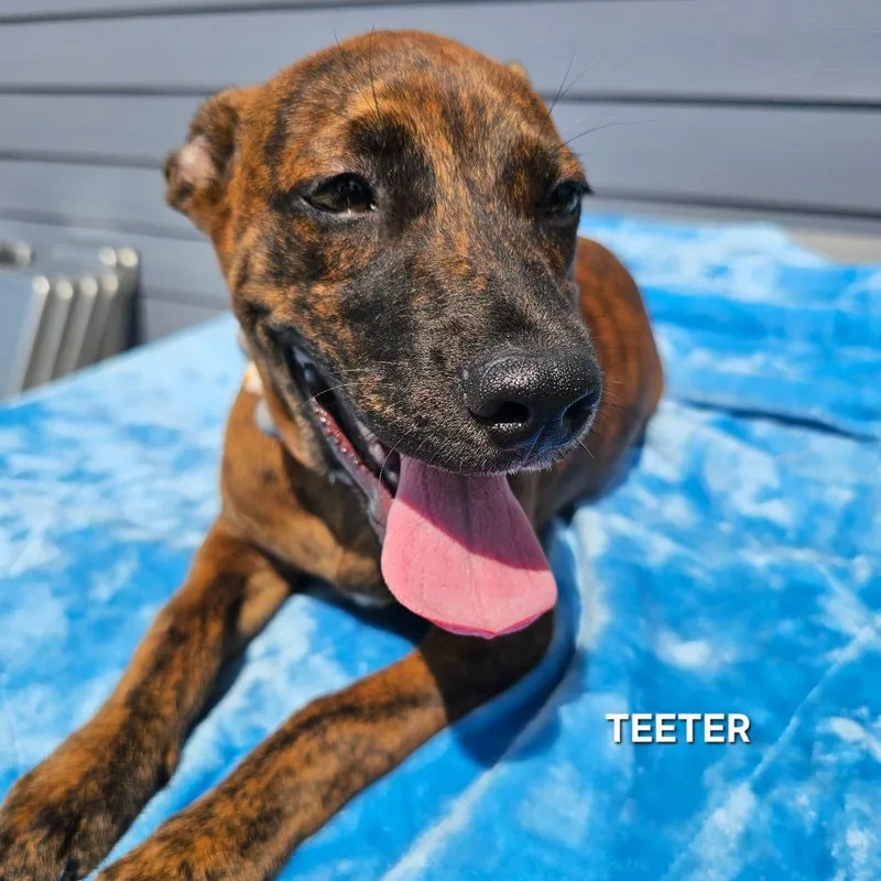 Teeter