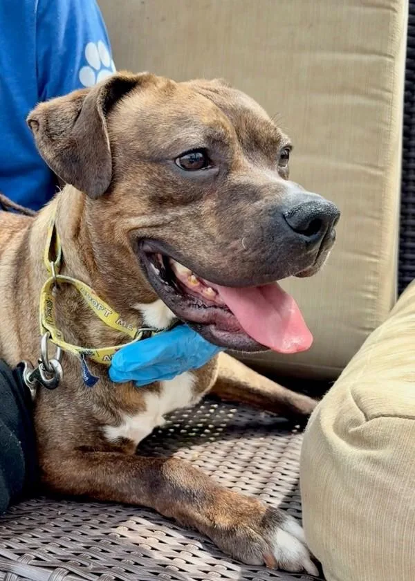 An adult medium-sized male Pit Bull Terrier dog named Tiger for adoption in Skillman, NJ
