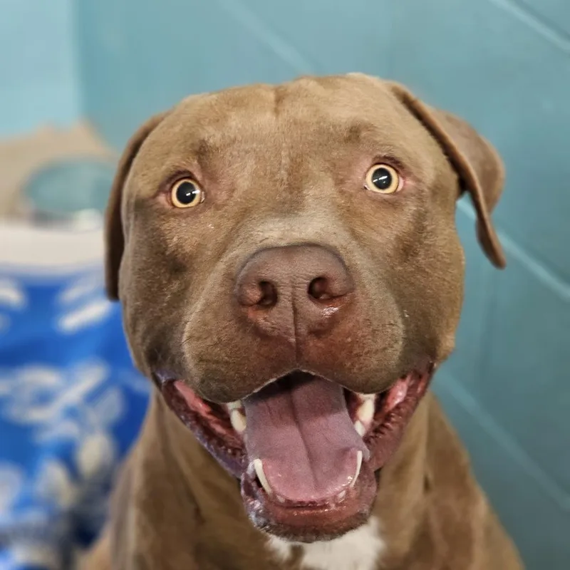 An adult large-sized male Pit Bull Terrier dog named Odin for adoption in Mount Shasta, CA