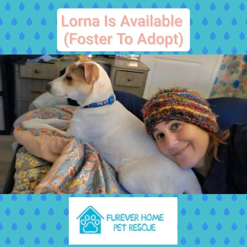 A baby small-sized female Jack Russell Terrier dog named Lorna for adoption in Plano, TX