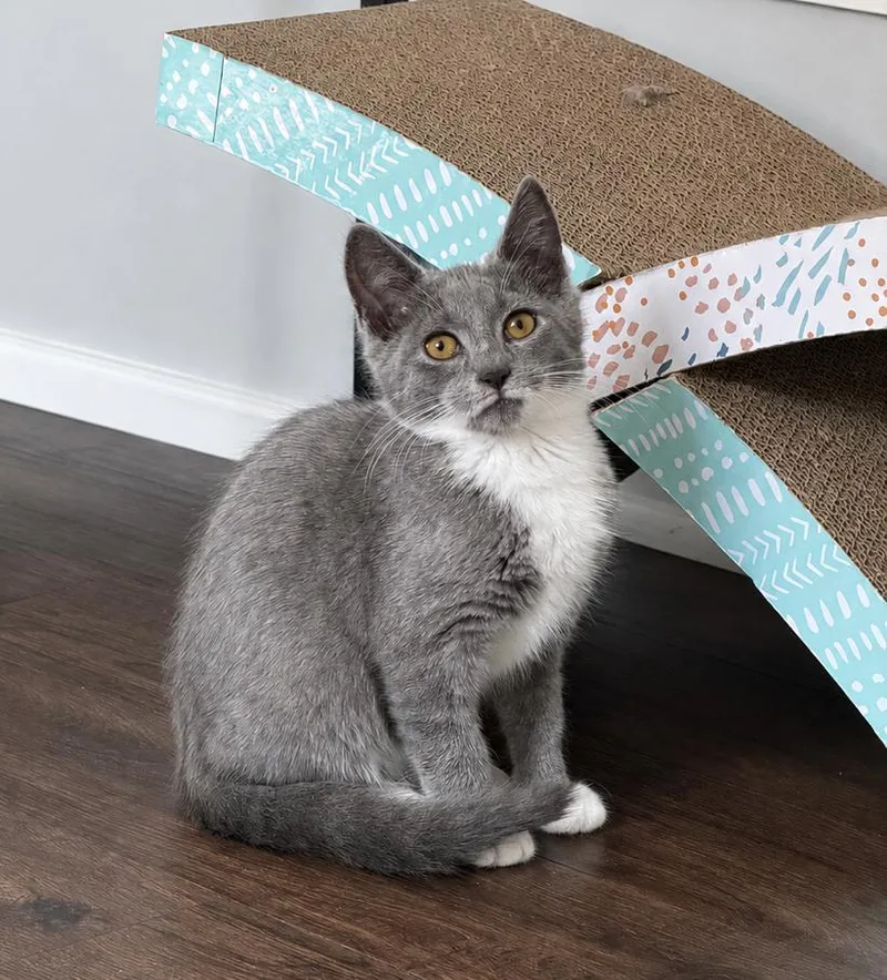 A young medium-sized female Gray & White Domestic Short Hair cat named Pip for adoption in Trexlertown, PA