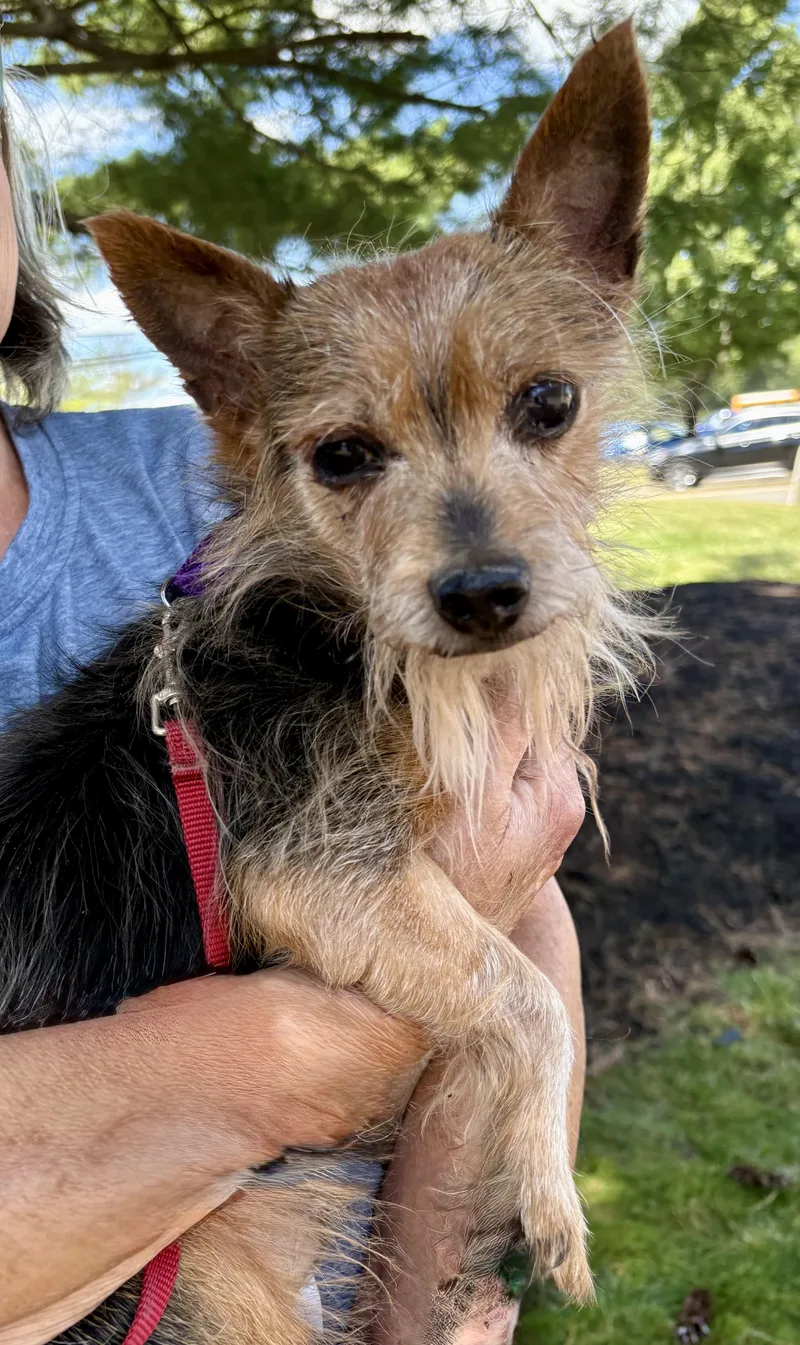 An adult small-sized male Gray / Blue / Silver Yorkshire Terrier dog named Duke for adoption in Warren, NJ