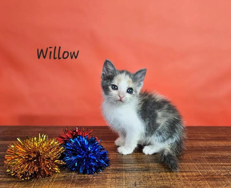 A baby small-sized female Domestic Short Hair cat named Willow for adoption in San Jacinto, CA