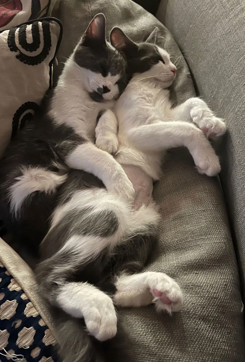 Stella & Poppy thumbnail 2