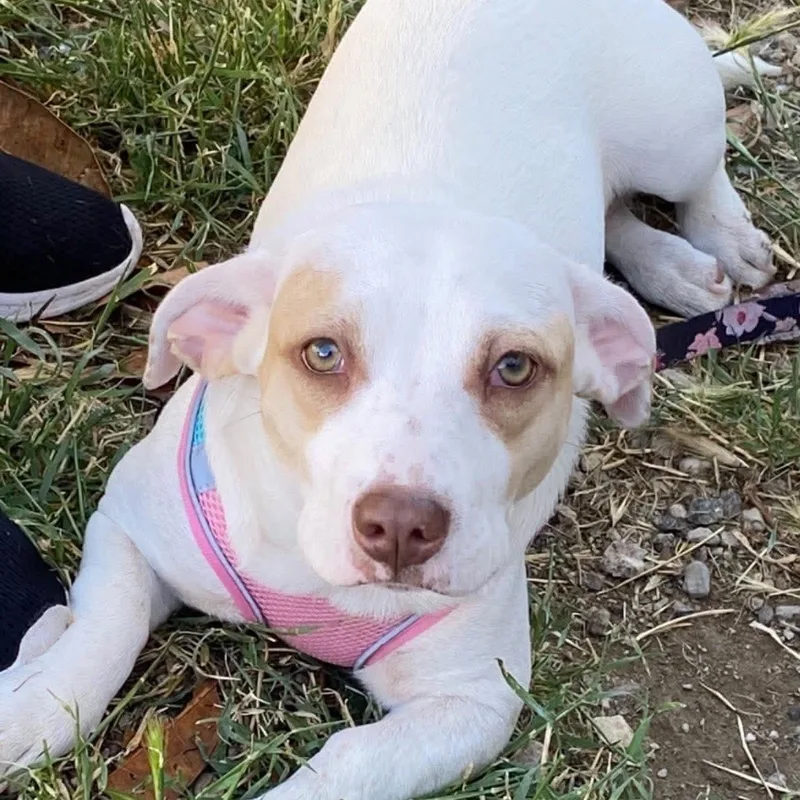 A baby medium-sized male Apricot / Beige Pit Bull Terrier dog named Chorizo for adoption in Brentwood, CA