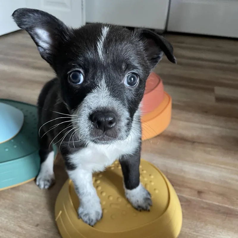 A baby medium-sized female Black Cattle Dog dog named Obsidian for adoption in Portland, OR