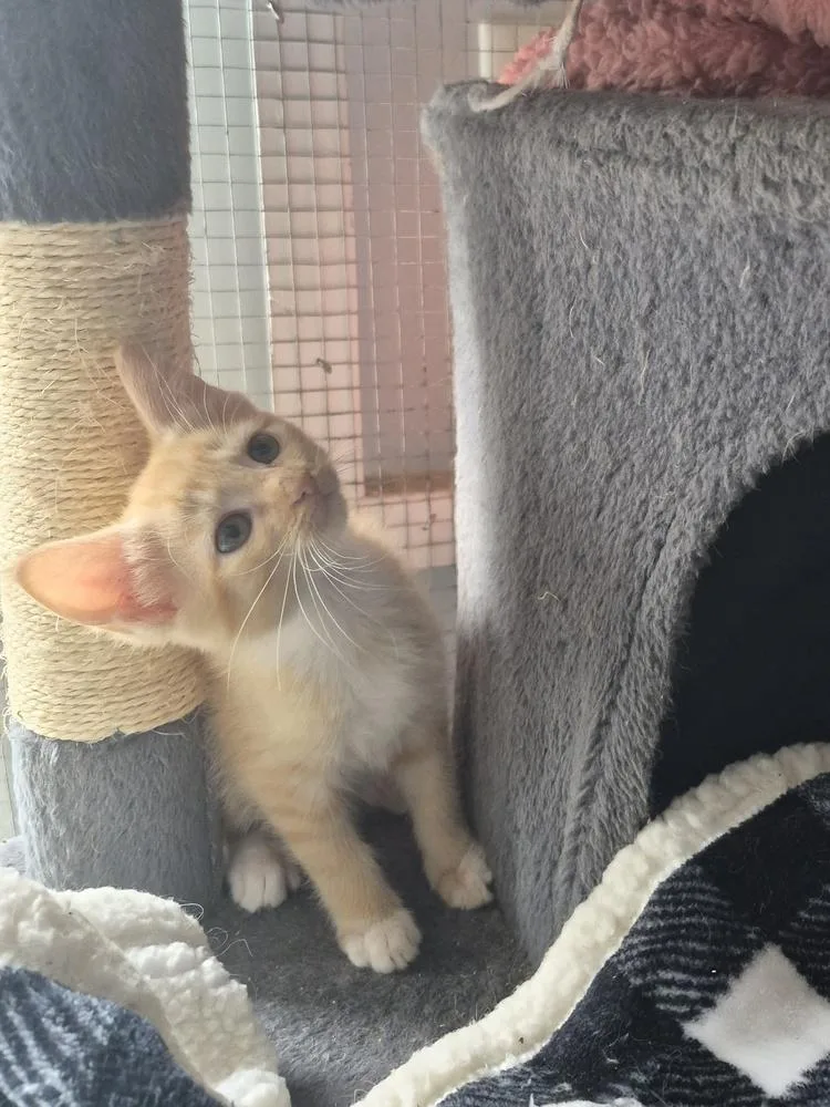 A baby small-sized female Orange & White Domestic Short Hair cat named Daisy for adoption in Salisbury, NC