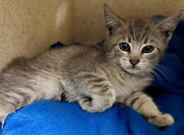 A baby small-sized female Domestic Short Hair cat named Scrunchy for adoption in Derwood, MD