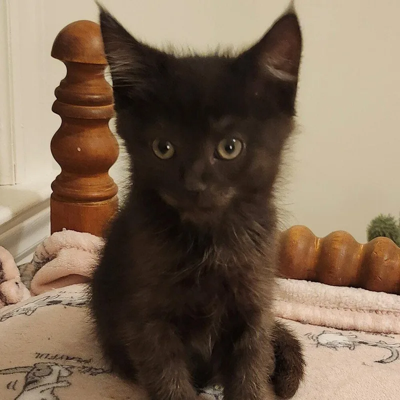 A baby medium-sized female Black Domestic Medium Hair cat named Fiddlehead for adoption in Candler, NC