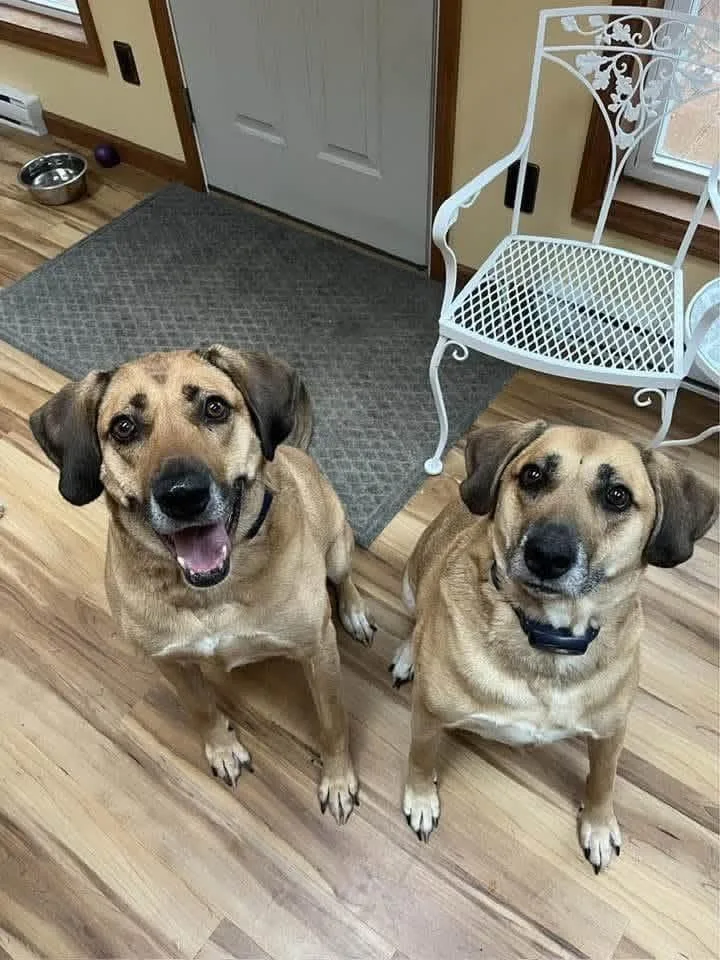 An adult large-sized male Rhodesian Ridgeback dog named Cowboy & Chloe Courtesy for adoption in Peru, NY