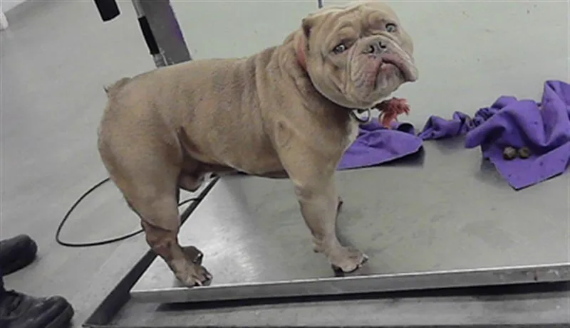 An adult medium-sized male American Bulldog dog named Mr.potato Head for adoption in Houston, TX