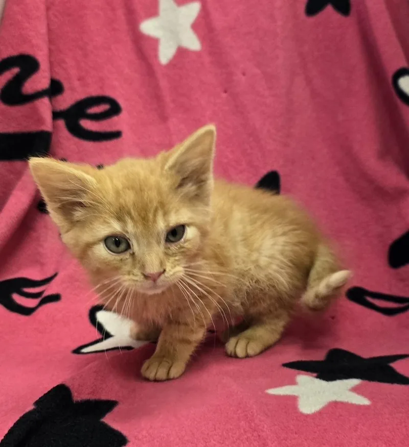 A baby small-sized female Tabby (Orange / Red) Domestic Short Hair cat named Talulah for adoption in Dickson, TN