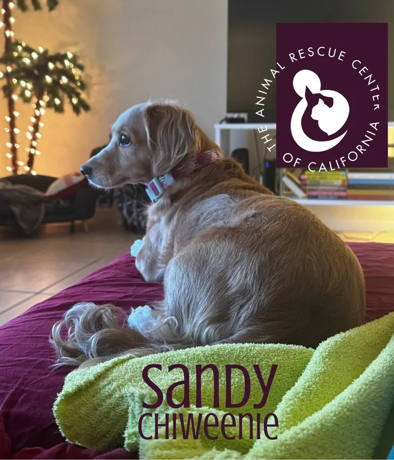 Sandy