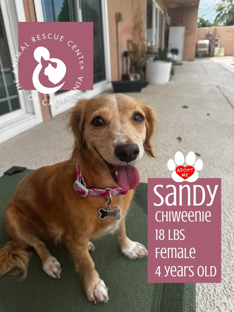Sandy thumbnail 2