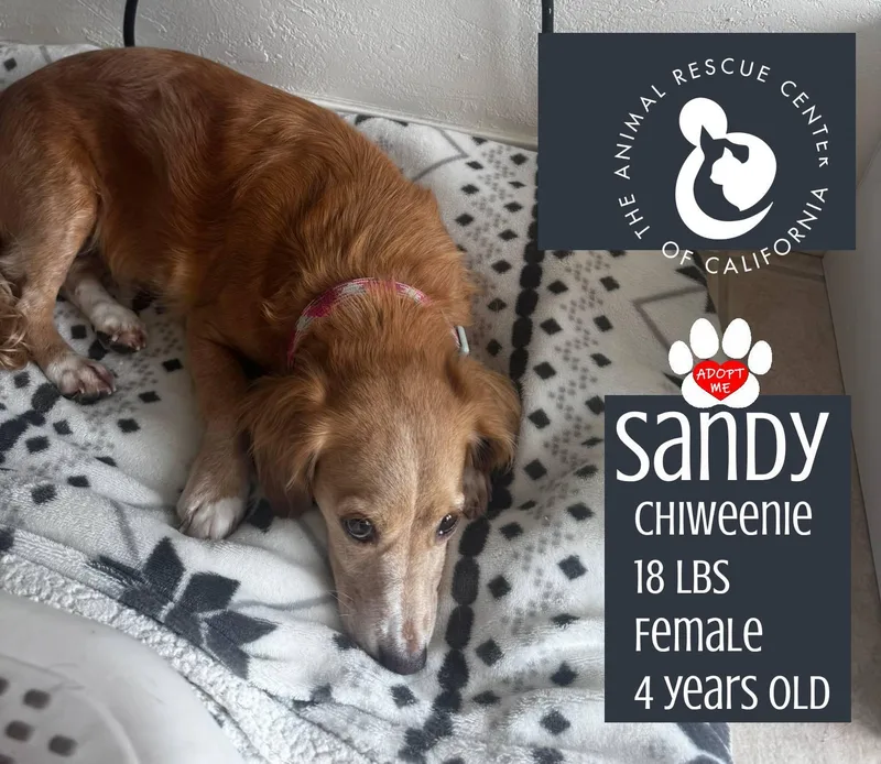 Sandy thumbnail 3