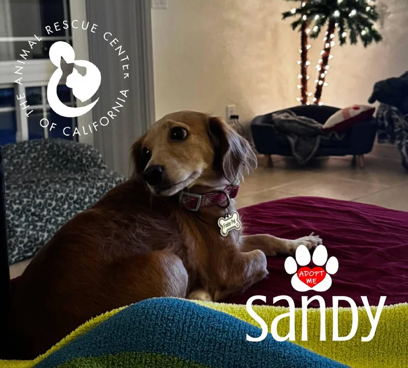 Sandy thumbnail 4