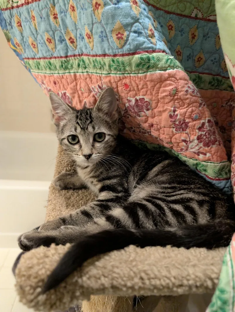 A baby medium-sized female Domestic Short Hair cat named Sosha for adoption in Cincinnati, OH