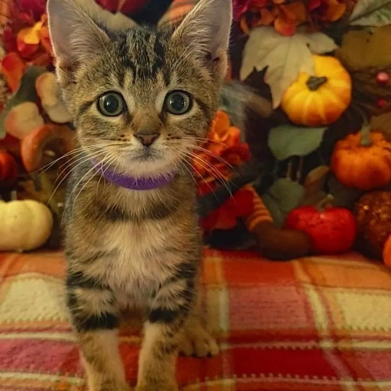 A baby medium-sized female Tabby (Brown / Chocolate) Domestic Medium Hair cat named Trefoil for adoption in Chattanooga, TN