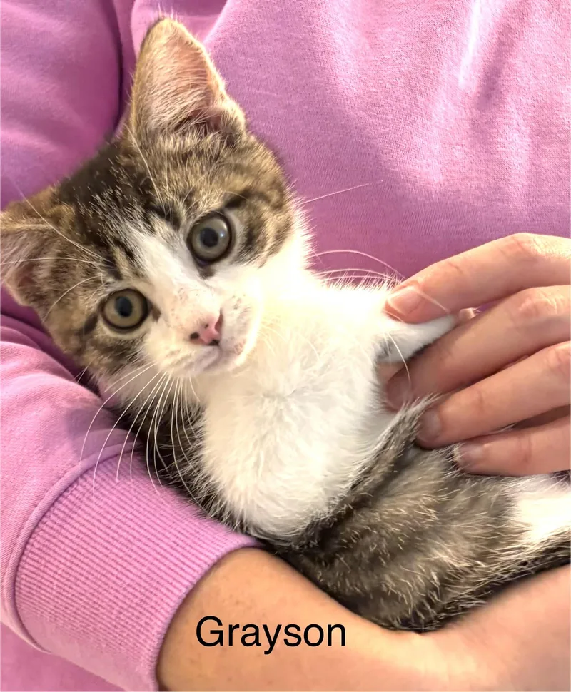 A baby small-sized male Domestic Short Hair cat named Grayson for adoption in Annapolis, MD