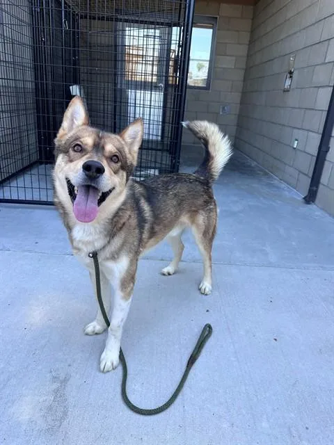 A young medium-sized male Siberian Husky dog named Roman for adoption in San Luis Obispo, CA