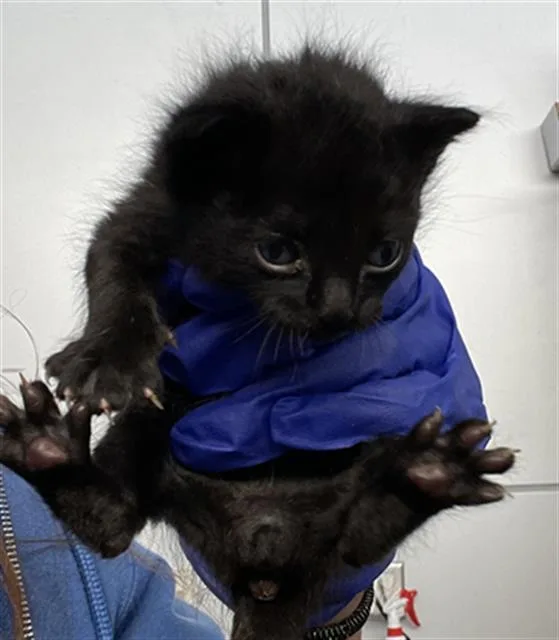 A baby medium-sized male Domestic Short Hair cat named Chester for adoption in Dallas, TX