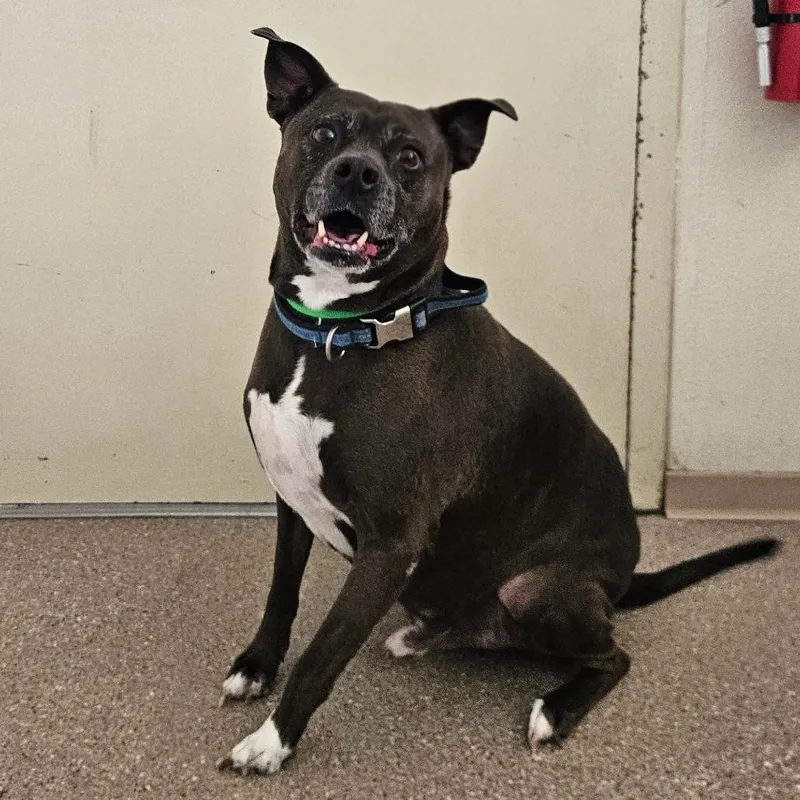 A senior medium-sized male Black Pit Bull Terrier dog named Ace for adoption in Fallon, NV