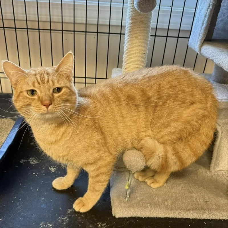 An adult medium-sized male Orange / Red Domestic Short Hair cat named Forest for adoption in Fairfax Station, VA