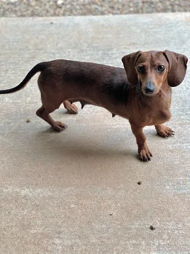 An adult small-sized female Red / Chestnut / Orange Dachshund dog named Dorie for adoption in Marshall, TX
