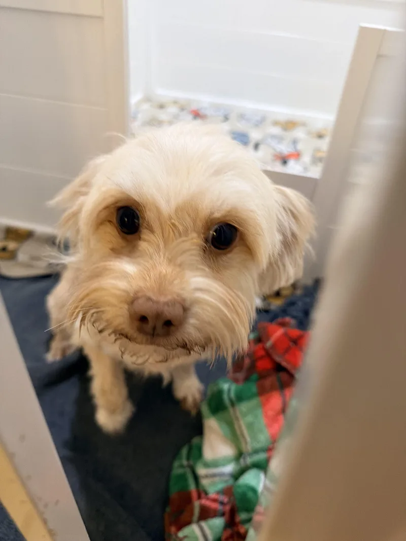 A young small-sized female Yellow / Tan / Blond / Fawn Shih Tzu dog named Lady Violet Bridgerton for adoption in Broken Arrow, OK