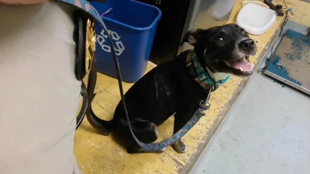 A young medium-sized female Labrador Retriever dog named Arie for adoption in Tulsa, OK