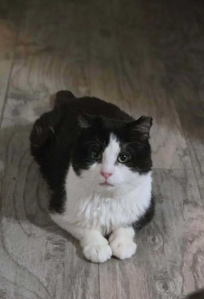 An adult large-sized male Black & White / Tuxedo Domestic Short Hair cat named Tom for adoption in Elyria, OH