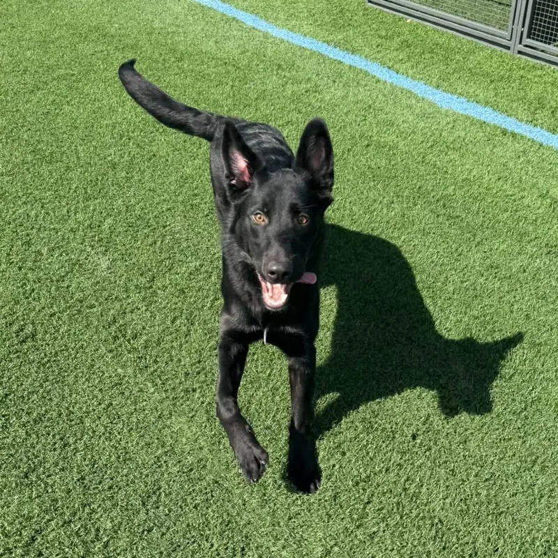 A young small-sized male German Shepherd Dog dog named Grim D for adoption in Princeton, MN