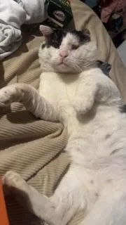 An adult large-sized male White Domestic Short Hair cat named Marvin for adoption in BLACK MOUNTAIN, NC