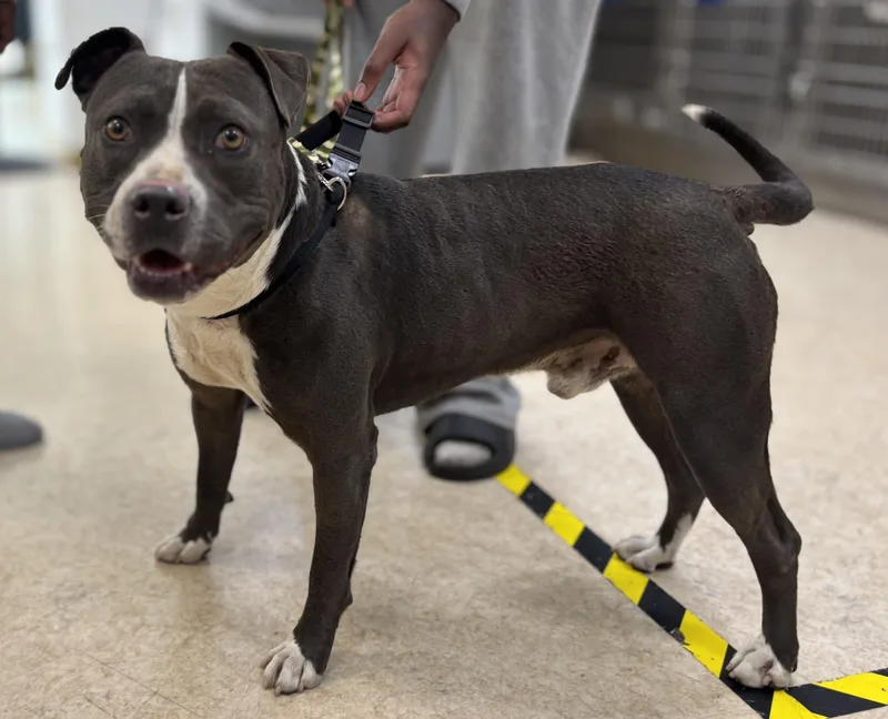 An adult large-sized male Pit Bull Terrier dog named Rocko for adoption in San Pedro, CA