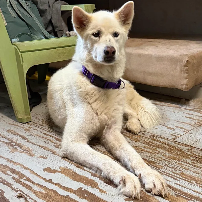 An adult medium-sized female White / Cream Husky dog named Shamwow for adoption in Kyle, TX