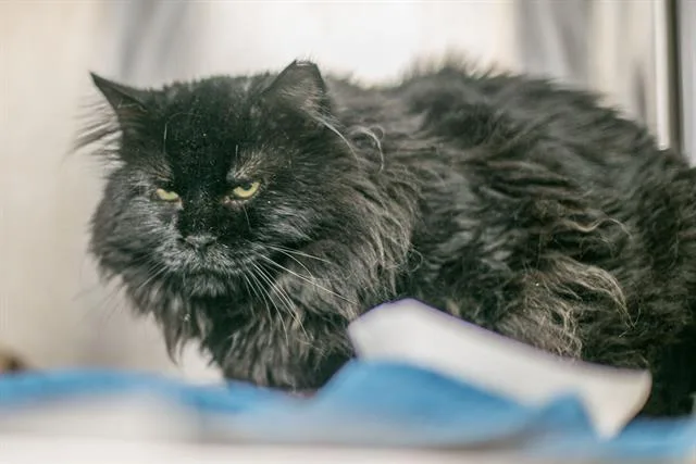 An adult small-sized male Domestic Medium Hair cat named A for adoption in Charlotte, NC