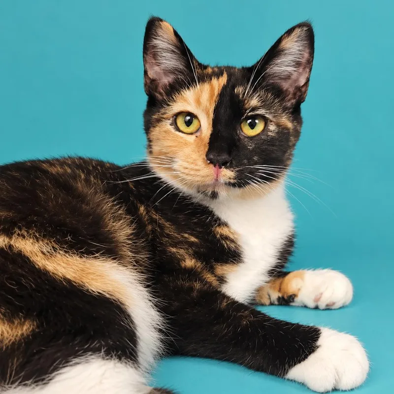 A young small-sized female Calico Domestic Short Hair cat named Sookie for adoption in Concord, NC